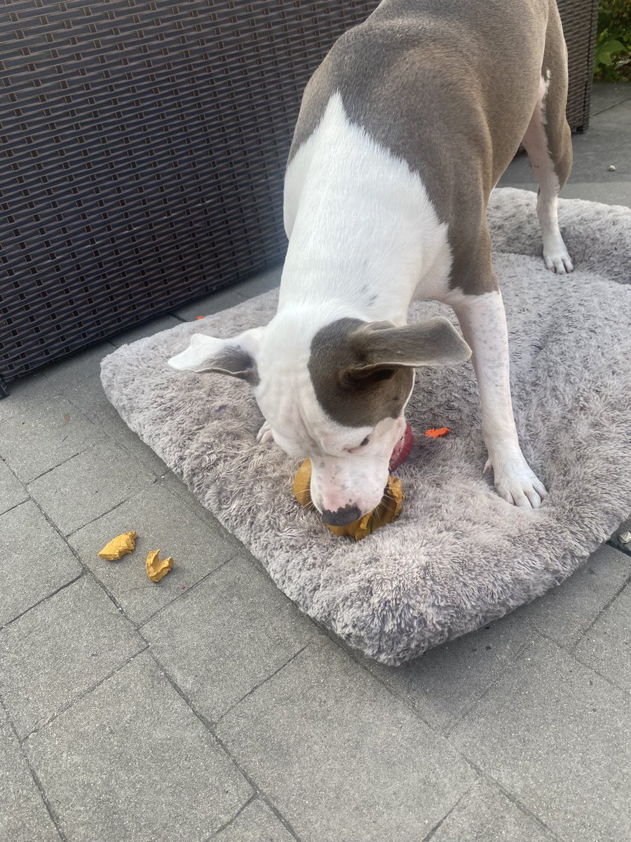 twinterfield05's tweet photo. @barkbox the WOAT.. super chewer toys last 20 minutes https://t.co/pOVAoF5rnN