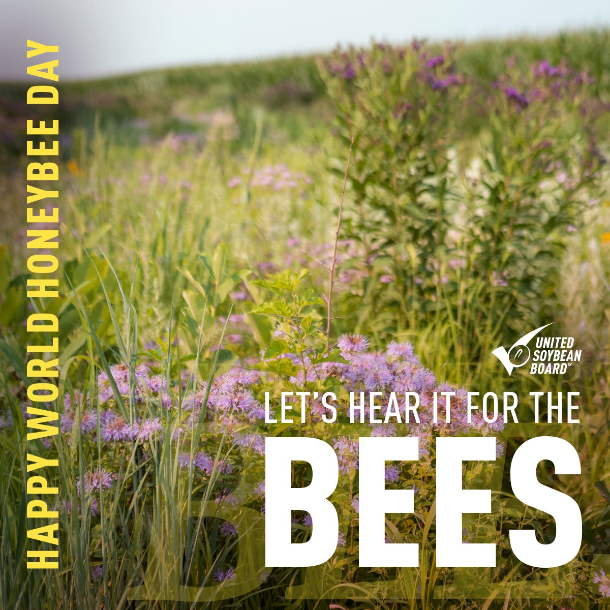 What’s all the buzz about? 🐝 Honey bees! These vital pollinators are declining, and U.S. soybean farmers can play a key role in protecting them. Celebrate #NationalHoneyBeeDay by learning what you can do to help. bit.ly/3KOYoX0 @SoyResearchInfo