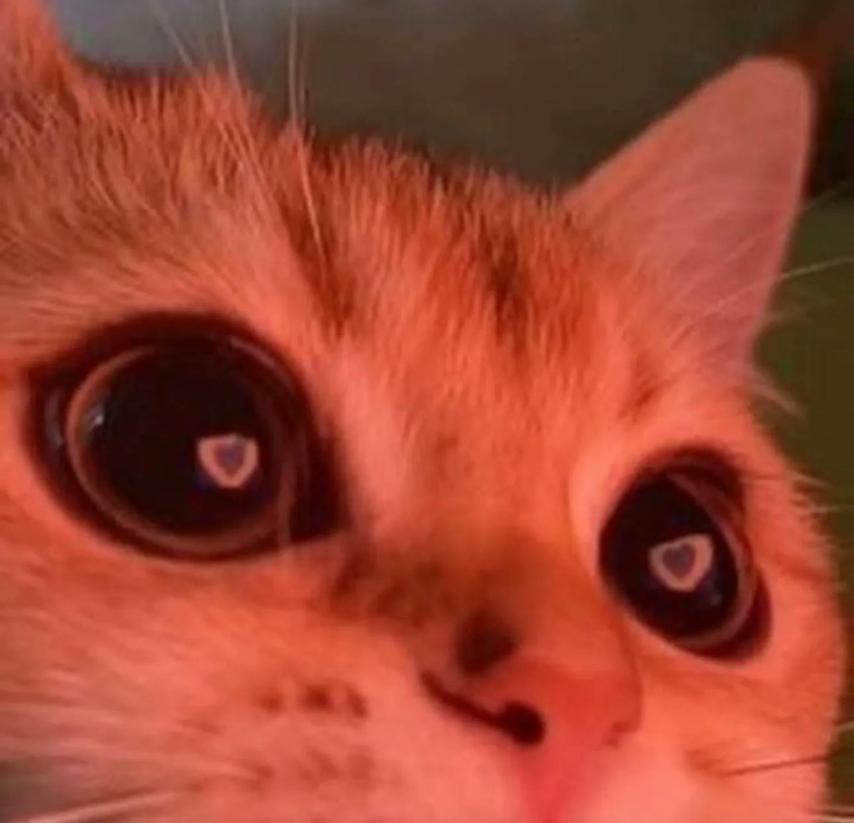 PostsOfCats's tweet photo. who do you look at like this? https://t.co/FC4VSKg2db