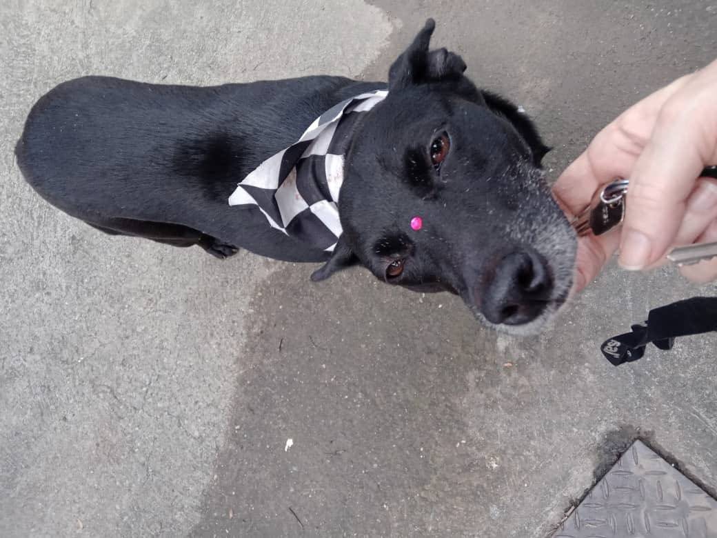 PerroUsuario's tweet photo. Reporta @malamorgia: Esta perrita está caminando por las calles de la Urbanización Santa Cecilia, Caracas. No tiene collar 😭. Se ve que está cuidada. https://t.co/63nHyaIurq