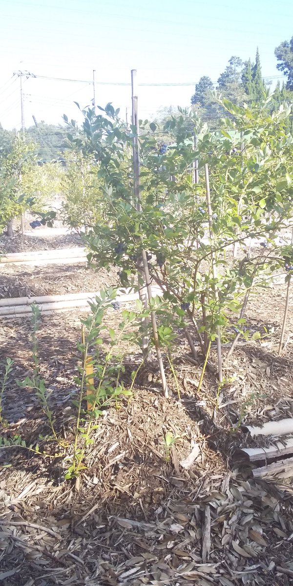 #あーみんの森 #ブルーベリー⁡ #ブルーベリー狩り #千葉県 #佐倉市  #佐倉市ブルーベリー狩り  #千葉県ブルーベリー狩り #千葉県観光スポット  #夏 #夏休み #観光  #半日観光  #レジャー #京成佐倉駅  #駅から徒歩10分