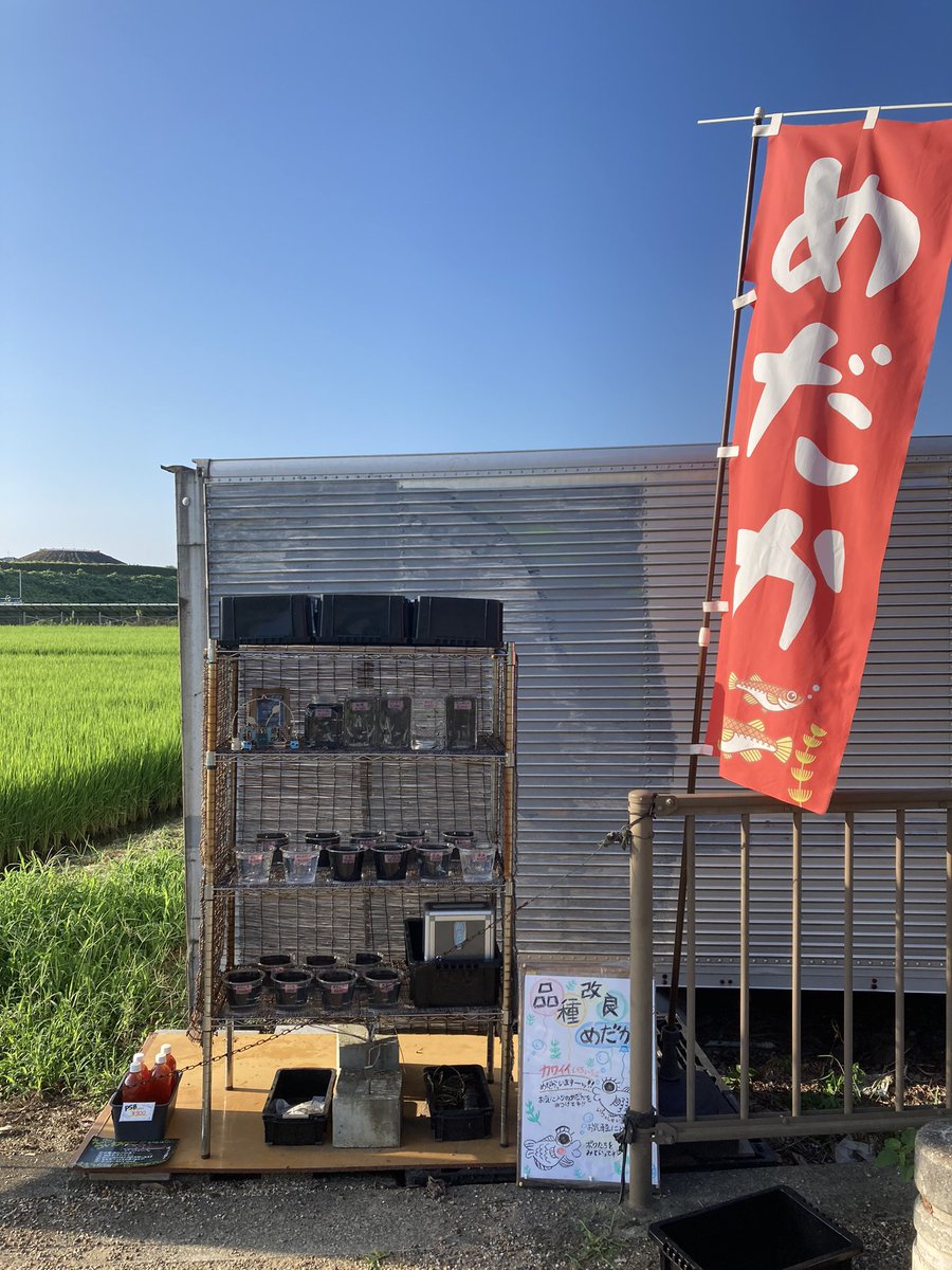 Kobiton5's tweet photo. おはようございます🐟☀
最近、ダルマめだかさん達🐡にハマっている今日この頃です😆😆
カワイイですよね〜💖
今日もまだまだ暑さ続きますが、頑張って乗り切りましょー💪💪
今日も1日宜しくお願いします🙇‍♂️🙇‍♂️

#メダカ
#ダルマめだか
#無人販売
#奈良県
#竹取公園
#メダ活 https://t.co/kPbKBy03Js