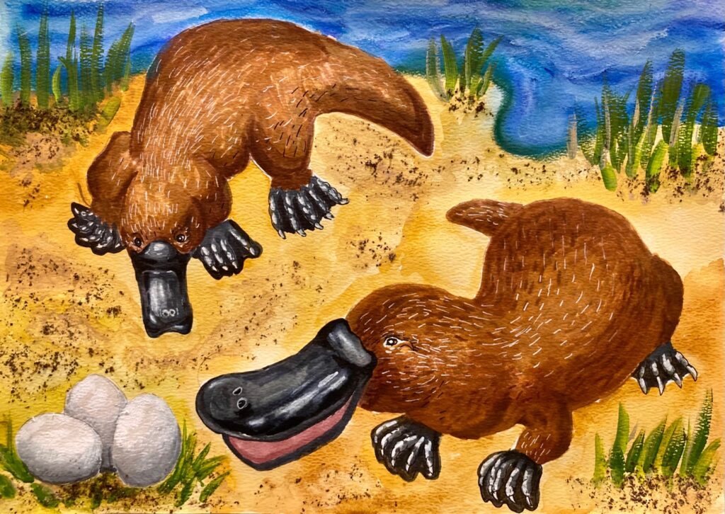 AusConservation's tweet photo. The #WildatArt x #PlatyProject crossover is MAGIC! π¨β¨
This beautiful artwork was submitted to ACFβs Wild at Art competition by 9-year-old Joshua. πβ
"The #platypus is endangered due to habitat destruction, forest fires, drought and pollution,β Joshua says. https://t.co/kE6lUbqCEb