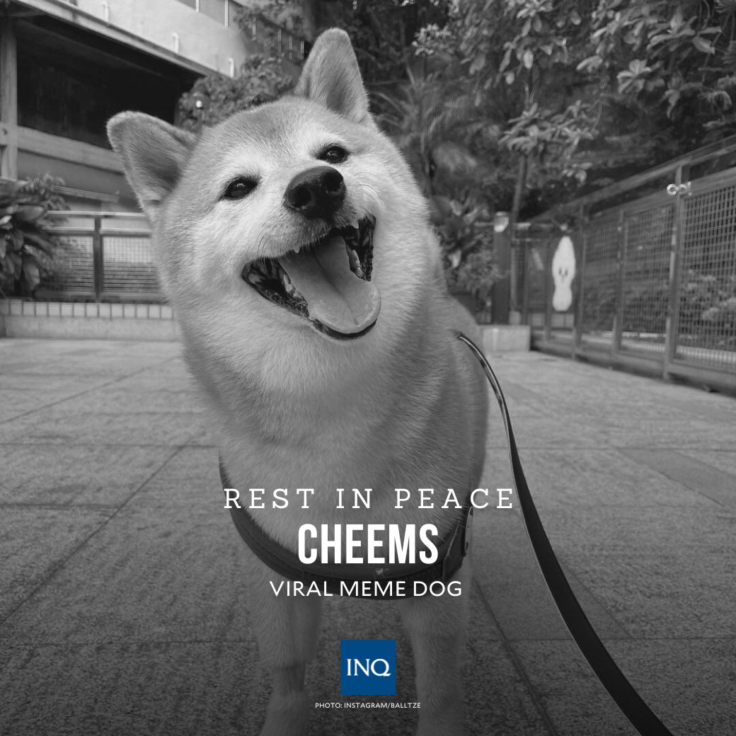 RUN FREE, CHEEMS 🐾

Cheems, the world-famous Shiba Inu behind the doge memes, passed away after battling cancer on Aug. 18.