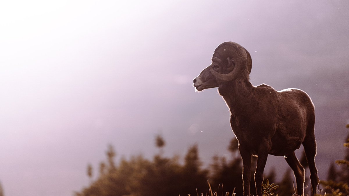 My shot of the summer 📸 

I took this while driving down the road in Montana. 

A reminder to always keep the camera close.