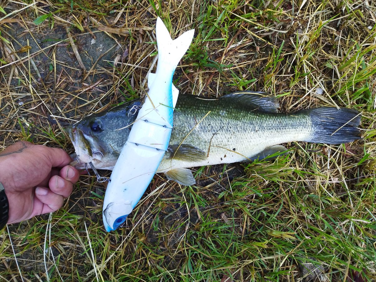 fishing_junkie_'s tweet photo. やっぱり巻きよりリアクションだったり首振りの点の釣りかな
あとはバスだと針がデカいからサイズダウンしないとかな🤔
#booboofactory
#タフタム
#モニター https://t.co/RcR2J8Yb7S