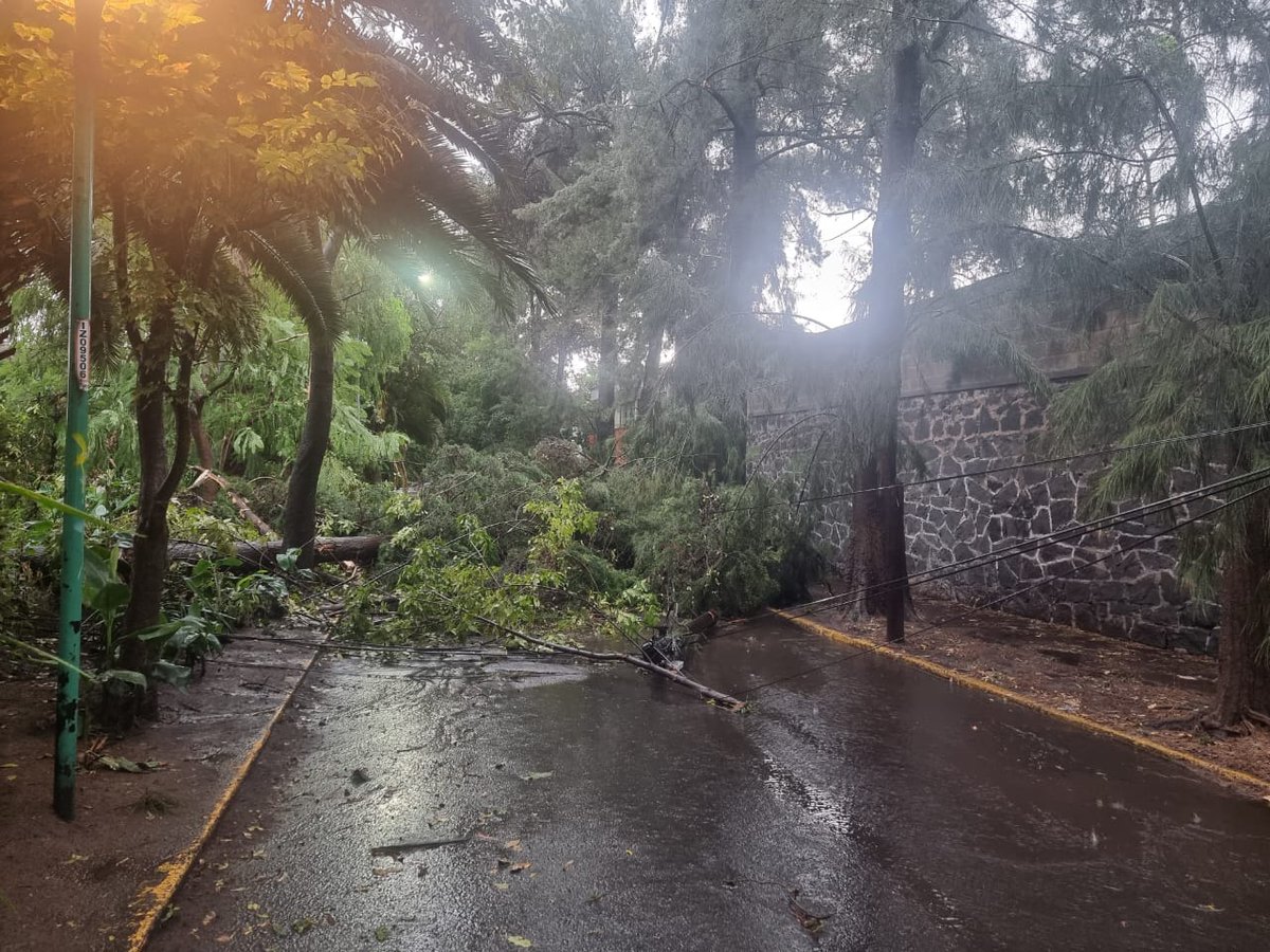 LomasEstrellaC's tweet photo. #BuzonDelVecino 

Vecinos reportan varios árboles y ramas caídos por las lluvias de ésta tarde, muchos de ellos por la falta de mantenimiento por parte de la @Alc_Iztapalapa 

¿Hasta cuando tomarán realmente cartas en el asunto?

@ClaraBrugadaM 
@martibatres 
@SEDEMA_CDMX https://t.co/60d8cTju05