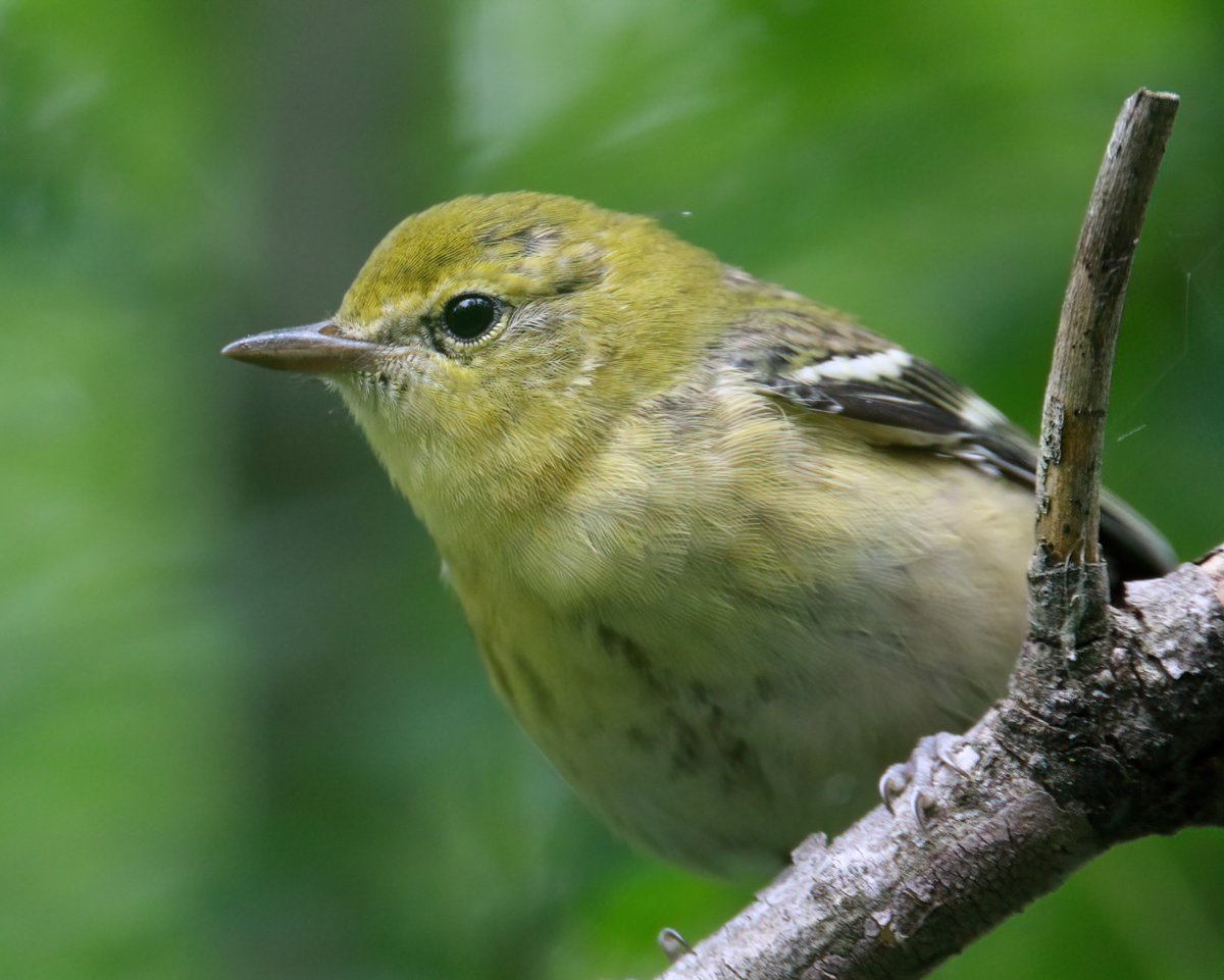 rrowlee's tweet photo. A lot of Warblers today, here's a Bay-Breasted Warbler #birdphotography #photography #wildlifephotography #birds https://t.co/0w1lziadD3