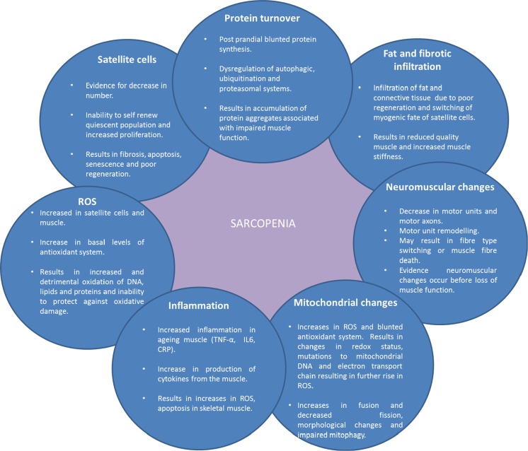 I've talked about sarcopenia many times before and how I'm high dosing with MP Creatine and Combat Whey Sport Protein. If you are reaching that great age of 40 do yourself a favor and start attacking it now. #welivethis #MP #Gainz #Sarcopenia ncbi.nlm.nih.gov/pmc/articles/P…