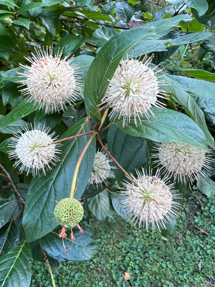 selmekki's tweet photo. One of my fav flowers #buttonbush https://t.co/l8S2SSgcat