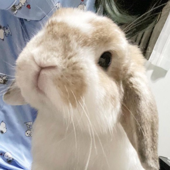 bunkoo pics !! 🐰💜 tweet media