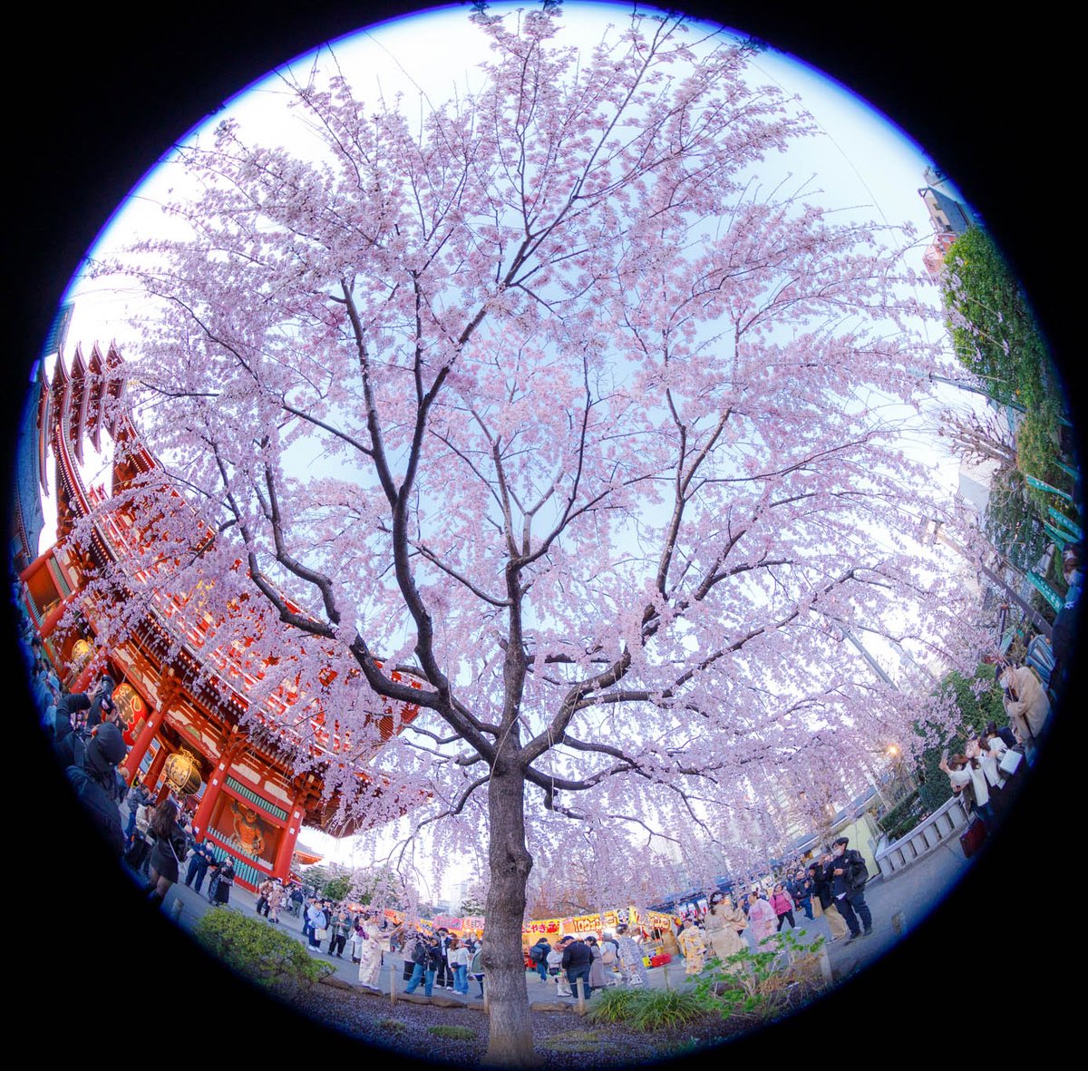 eno_40's tweet photo. 浅草
浅草寺
桜

#photo #camera #fisheye
#Japan #asakusa #cherryblossoms
#landscape #cityscape
#日本 #風景写真 #街撮り #魚眼
#浅草 #浅草寺 #桜

https://t.co/vj8OhHUDf0 https://t.co/HLr5up72EJ