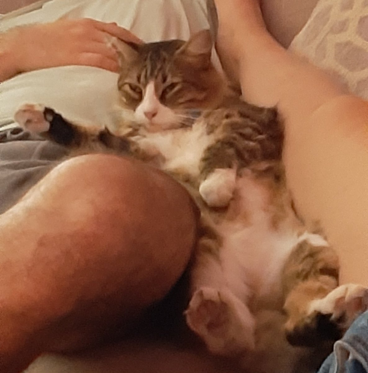 amomicorgi's tweet photo. El #gato Michi colado en #amomicorgi 
#FelizSabado  #petlo https://t.co/NhvH6CfIER