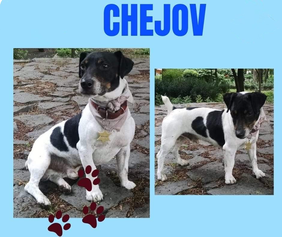 Me perdí en #Guadalajara quiero volver a casa #jackrusell #SeBusca #perroperdido