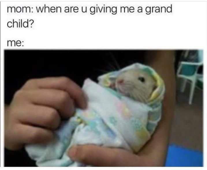 Rats tweet media