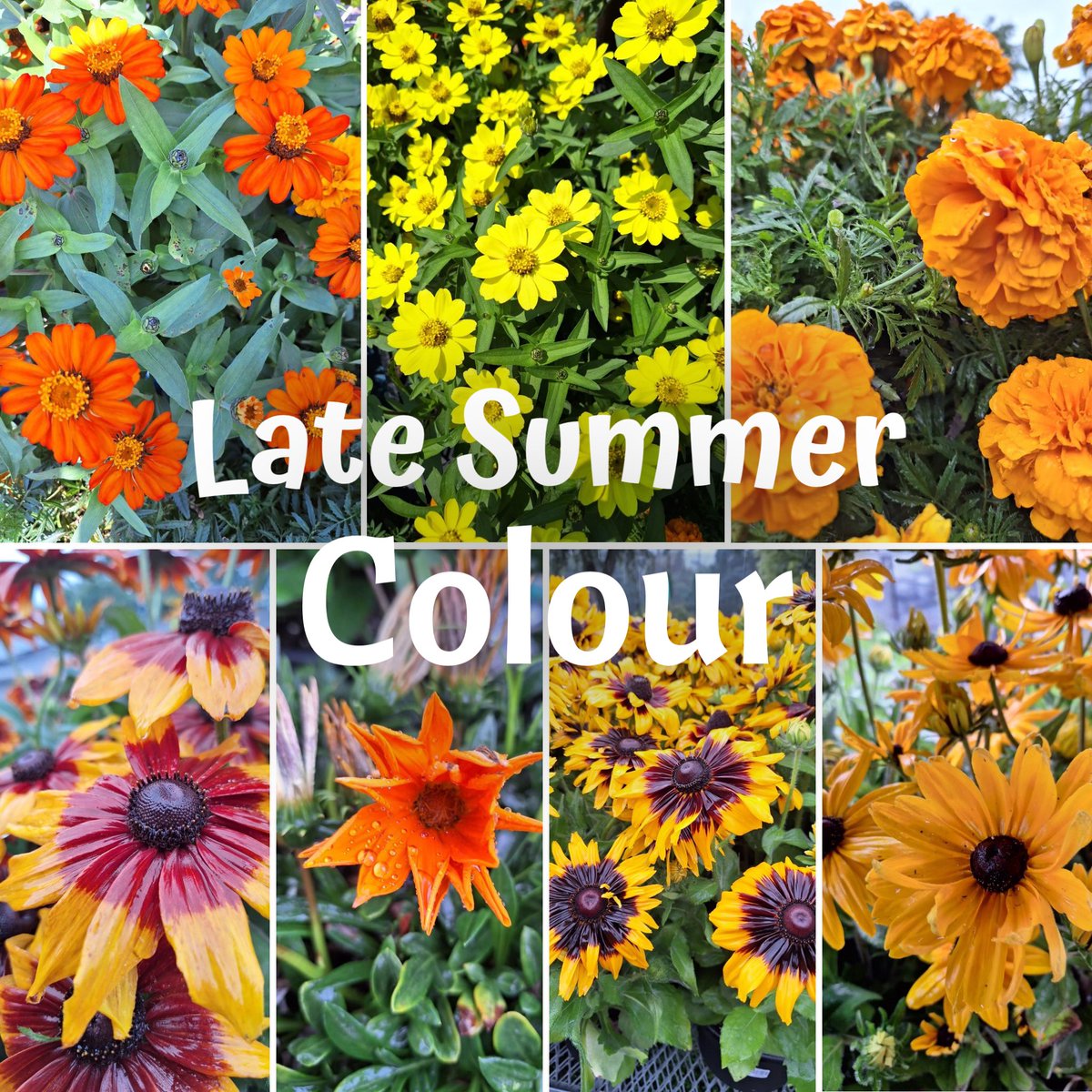 Add some late summer colour to your garden, porch or patio with these new arrivals at Winona Gardens.

Choose from zinnia, marigold, rudbeckia, gazania and much more!

Available in-store or have it delivered to your door - free with minimum purchase!