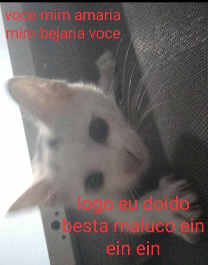 perfil dedicado a gatinhos e peitos (@odeiootaco) on Twitter photo 