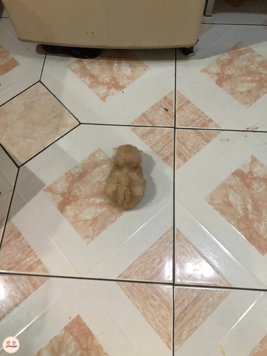 kochengfs's tweet photo. kcg! smol smol smol smol smol https://t.co/saK0ceHW9j