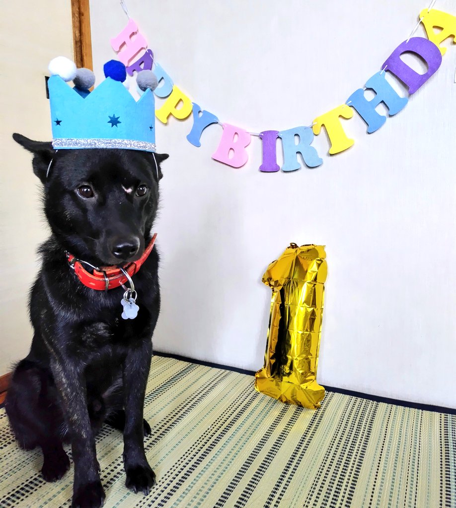 ジロ君。
１歳になりました🎉
無理やりやらされている感　満載な表情🤣
相変わらず、ご飯はガツガツ食べてくれませんが、最近は砂肝のトッピングが好み
お顔のキズもカサブタもとれました✨傷跡も消えるとよいな。