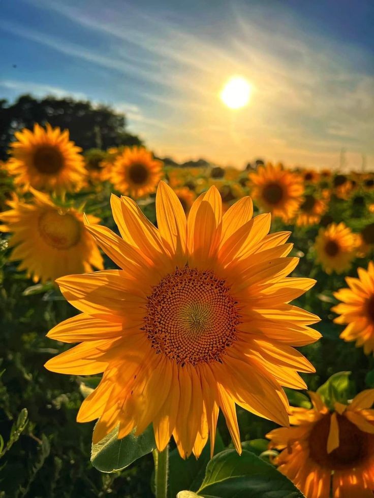 Every good day deserves a sunflower!