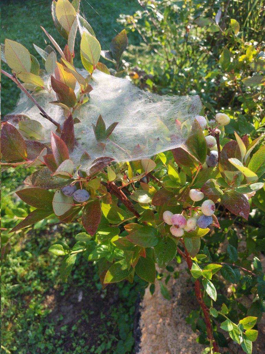 Studená rosa a pavučiny , jesenné rána sa už blížia - Kysuce 🫢🫢🫢
