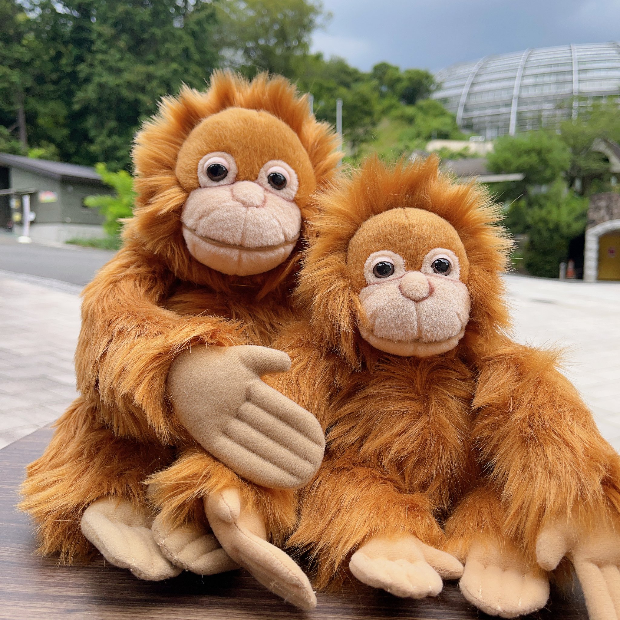 高品質オランウータンぬいぐるみ 多摩動物公園［公式］ on X: 