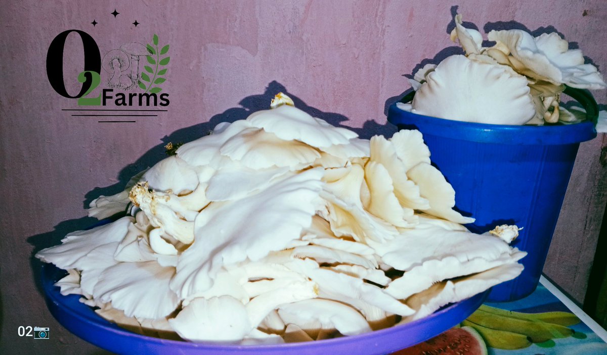 shield_johnson's tweet photo. Happy Sunday to you 🫵

Get your freshly harvested Oyster Mushrooms to prepare your favorite meal today. 
Contact us on : 07012123250
We waybill Nation wide 🌍

Let us be your trusted mushroom plug 🔌 🙏
 #grocery #mushrooms #organic #food #dailymeals https://t.co/pxdhow5PXR