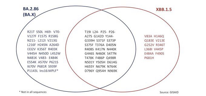 gorka_orive's tweet photo. La nueva variante BA.2.86 se denomina Pirola. Desde la perspectiva evolutiva contiene más mutaciones en la proteína Spike que subvariantes anteriores. La subvariante BA.2.86 contiene 28 diferentes frente XBB.1.16 y 30 frente a XBB.1.15. https://t.co/KaXW3iEV6R