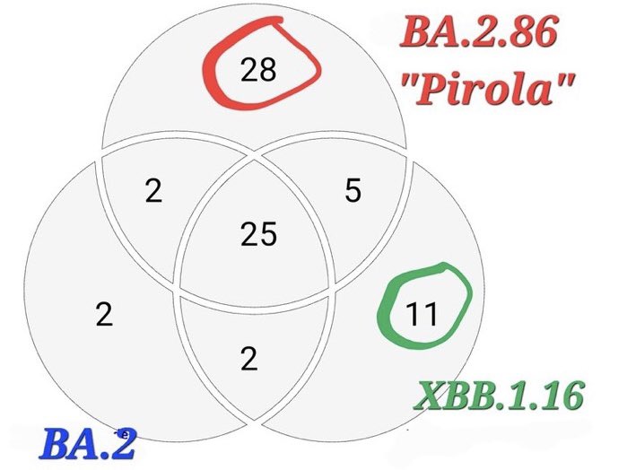 gorka_orive's tweet photo. La nueva variante BA.2.86 se denomina Pirola. Desde la perspectiva evolutiva contiene más mutaciones en la proteína Spike que subvariantes anteriores. La subvariante BA.2.86 contiene 28 diferentes frente XBB.1.16 y 30 frente a XBB.1.15. https://t.co/KaXW3iEV6R