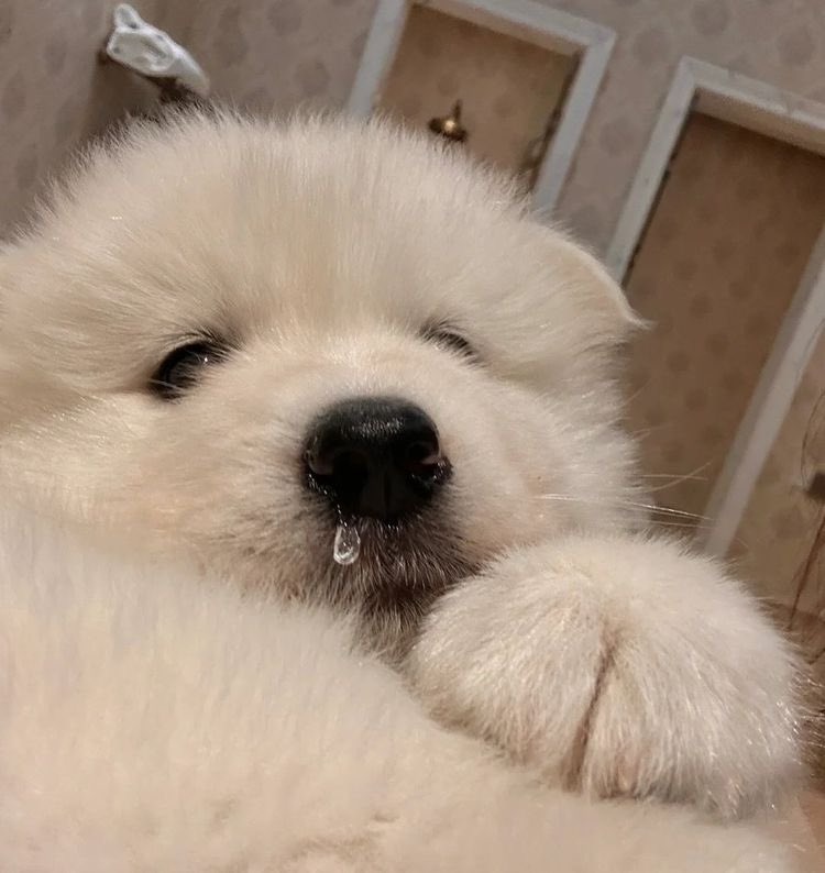 ม๋าน้ามมูก