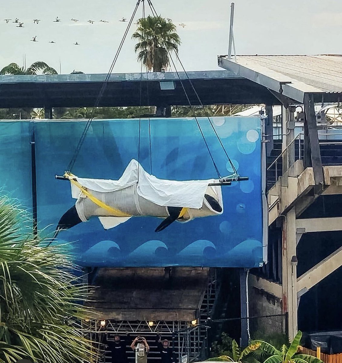 AdoptionsUk's tweet image. Please retweet, Lolita has passed away after being in the smallest Orca tank in the world for for 50 years #MIAMI
Her tank at @MiamiSeaquarium  was size of a hotel swimming pool.
It violated US welfare standards
Naturally sociable she had not had the company of her own species…