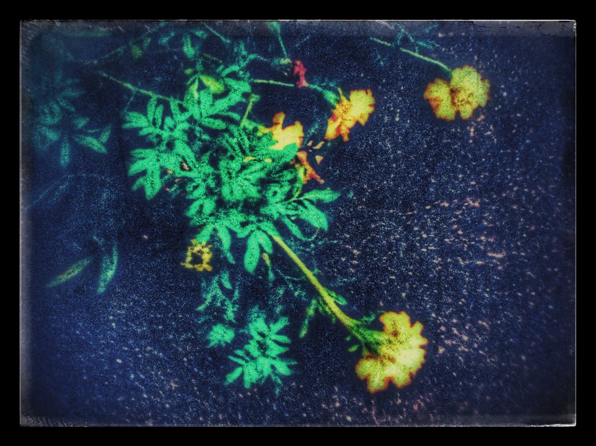 kikutaroid's tweet photo. 拉げる
#街歩き
#scene
#花 #flower
#植物 #plants
#路傍 #roadside
#agfaphoto #sensor505x
#compactdigitalcamera #comdigi #5megapixels #toydigi
#trimmed #retouched #filtereffects #hardeffect
#maxcurveapp #snapseedapp https://t.co/HYTAhivWFj