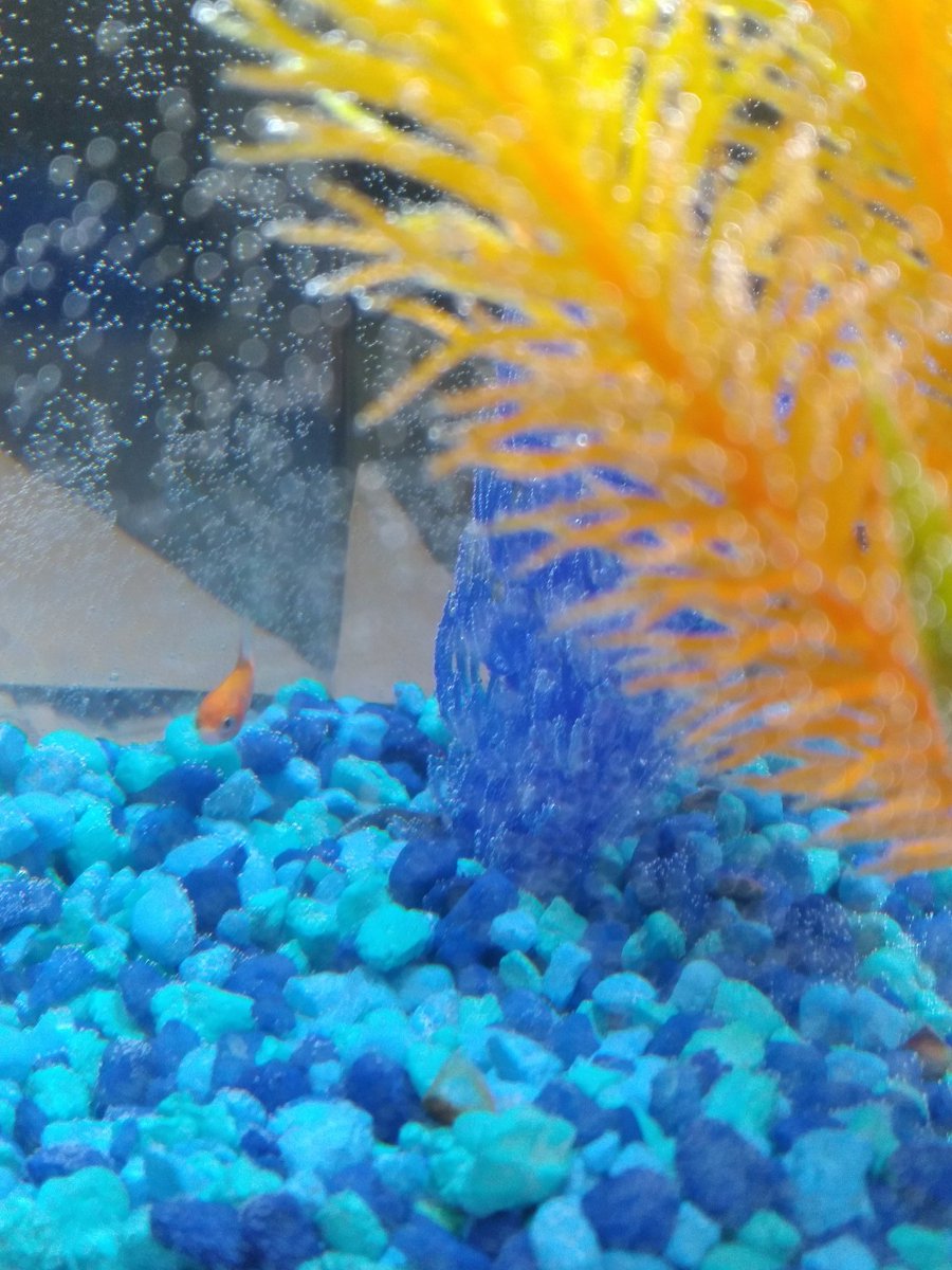 mezzopwr's tweet photo. Everyone, meet Maestro. #CarnivalFish https://t.co/HuT8YuWxyk