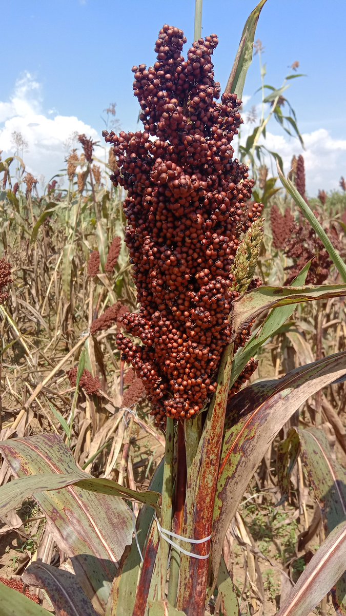 KiburuN's tweet photo. Sorghum is an ancient grain, drought resistant and pro-planet protein source that’s packed full of nutrients. Sorghum is truly a versatile crop that can be grown as a grain, forage or sweet crop.
#ImprovedSoghurmvarieties #internationalyearofmillets #IYM2023 https://t.co/eL1XXmZUaH