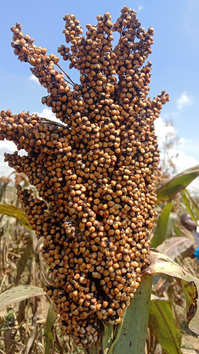 KiburuN's tweet photo. Sorghum is an ancient grain, drought resistant and pro-planet protein source that’s packed full of nutrients. Sorghum is truly a versatile crop that can be grown as a grain, forage or sweet crop.
#ImprovedSoghurmvarieties #internationalyearofmillets #IYM2023 https://t.co/eL1XXmZUaH