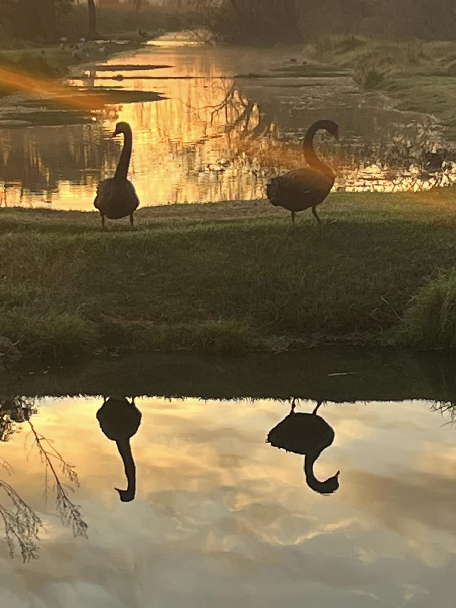 SureshRajan6's tweet image. Love the Swans at Herdsman lake. The reflection in the lake just works perfectly! Enjoy #SightsOfPerth #PerthIsOk #LovePerth