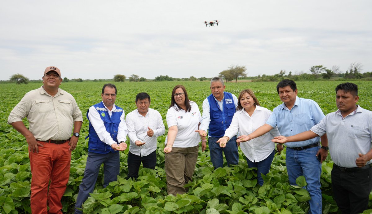 NellyParedesDC's tweet photo. Hoy llegué a la Bocana de Ramón, donde la Fundación de la Comunidad San Martín de Sechura (#Piura) siembra frejol loctao con una proyección de cultivo de 2000 hectáreas en áreas desérticas. https://t.co/iUYprOg7kC