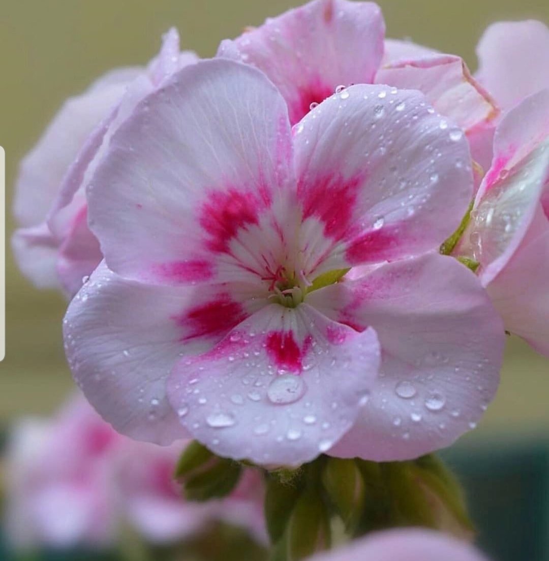 سبحان الله وبحمده سبحان الله العظيم 🤍