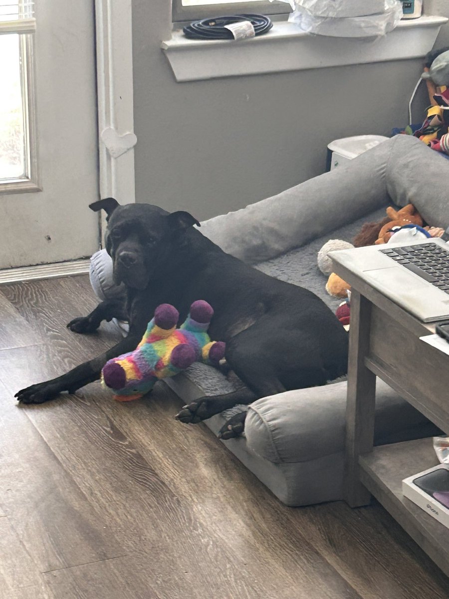 jessica__rogers's tweet photo. #OPLive #oplivepets #opliveanimals Jethro as we were getting ready to watch. Had knee surgery a few weeks ago https://t.co/fTYP6dukHc