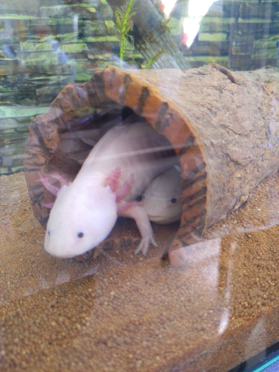 Es ist mir #Vergnügen und #Ehre zugleich, am 1.9. um 20 Uhr das zweite Vortragshalbjahr an der <a href="/Sternwarte_E/">Walter-Hohmann-Sternwarte Essen e.V.</a> eröffnen zu dürfen. Kommt mit auf eine Reise zu physikalischen Großexperimenten rund um die Welt und erfahrt, was diese possierlichen Tierchen mit #Physik zu tun haben!