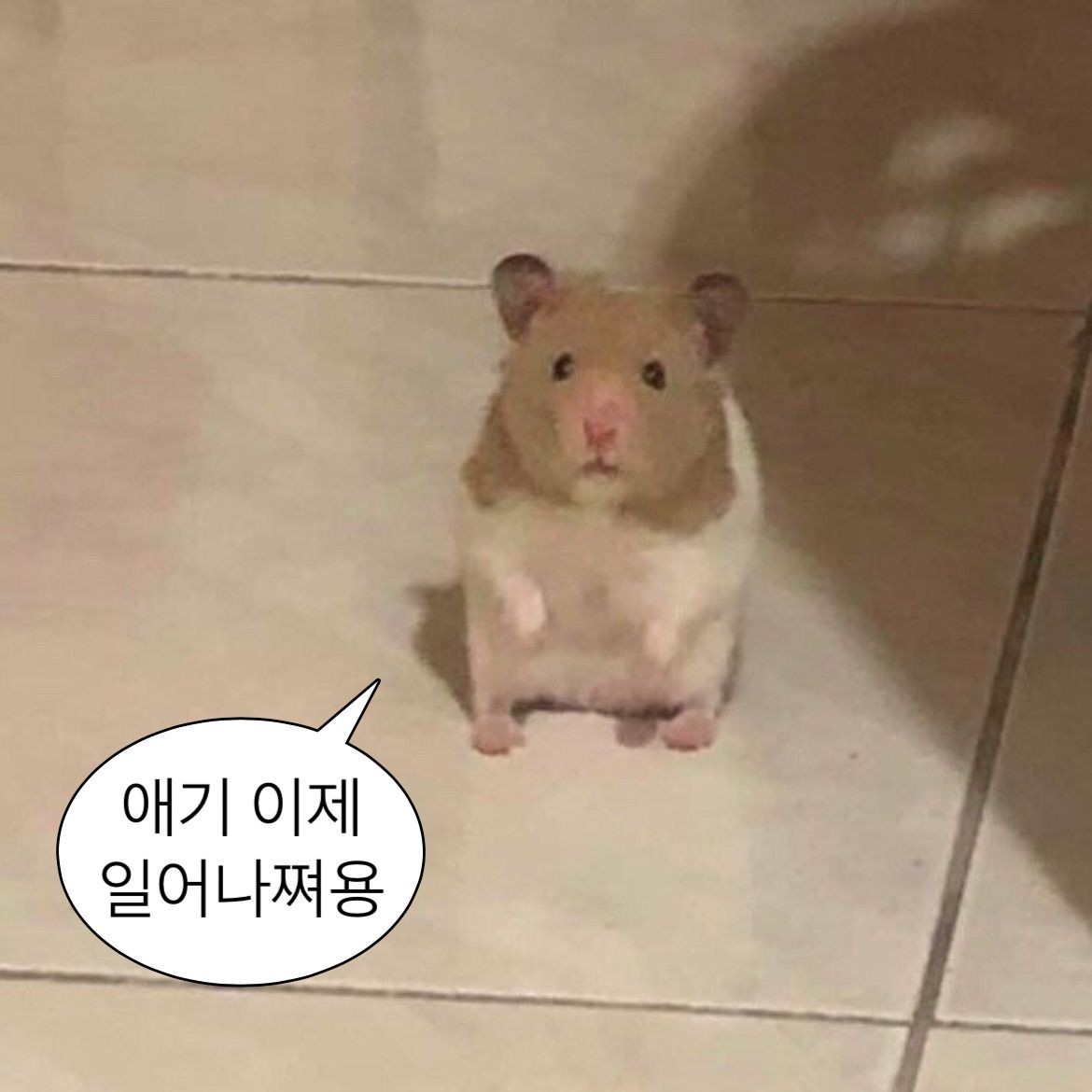 좋은 아침! 줄여서 좋아! #섹트 #일탈