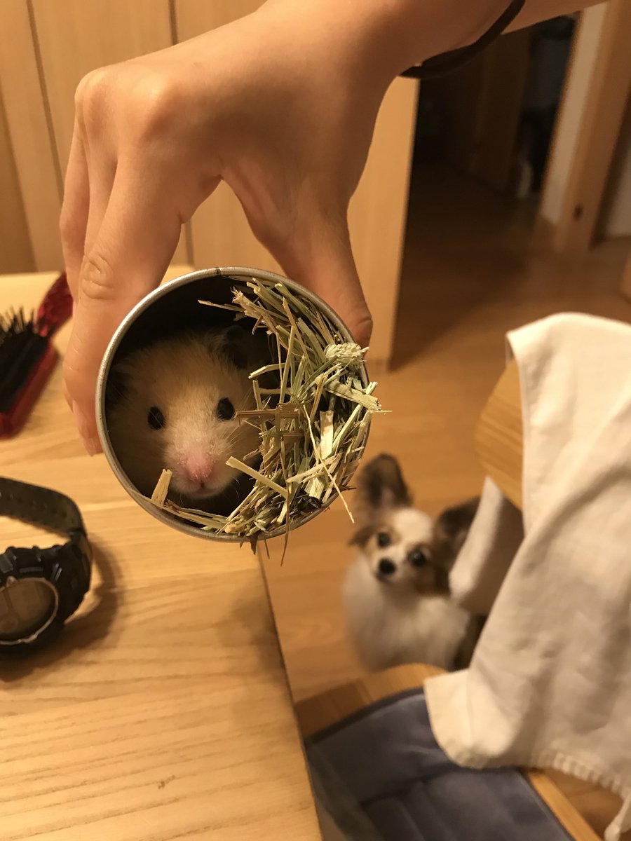 ハムスター🐹を撮ろうとすると何故か映り込んでくる犬。