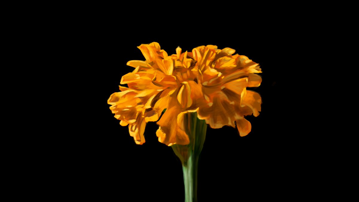 1時間10分くらいで完成するマリーゴールドの花の描き方。
橙色の明るい暗いだけの色分けだと単調(っていうか不自然)になるので、よく色を観察して見つけた色を狙い定めて置いていく感じ。
↓メイキング動画↓
https://t.co/QRlvwaiAzh 