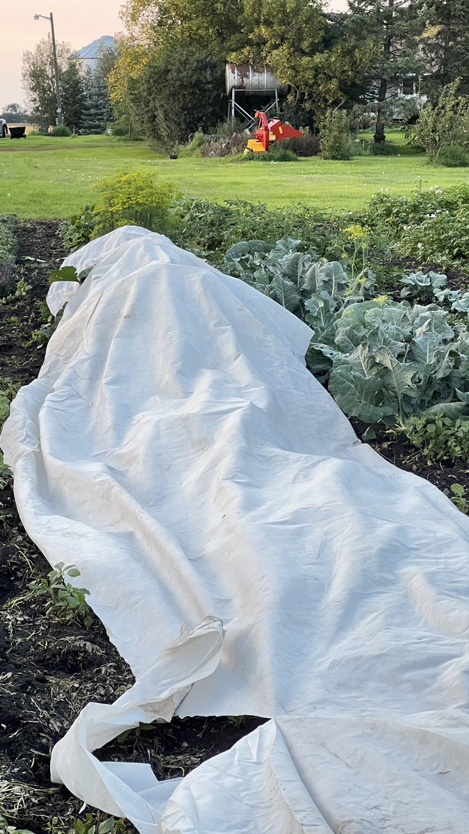 The late August ritual… #frost #needafewmorezucchinis