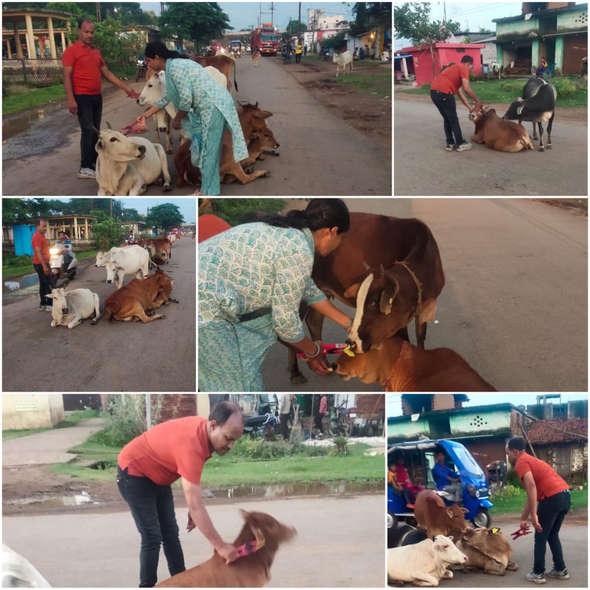 IASTripathiCG's tweet image. 19/08/2023 को  दल क्रमांक 2 गंज चौक से लखोली बाइपास मार्ग पर #बेल्ट , #टैगिंगमहाअभियान के अंतर्गत शाम  को 54 टैग लगाया गया।#MissionMode @RajnandgaonDist @ChhattisgarhCMO @amitabhjn @KPSingh_IAS #AnimalWelfare