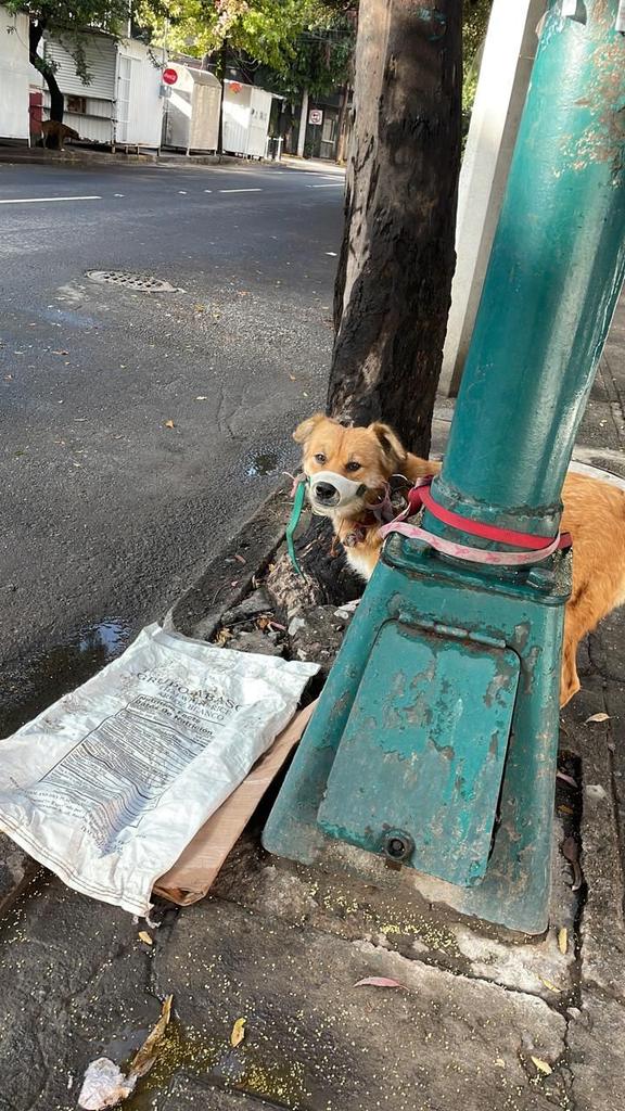 amilindaheidi's tweet photo. Perrita abandonada en lago alberto 🥹 esquina con Santa Bárbara. Si alguien puede ayudarla 🙏🏻 BI ESTOY AHI LO PUSIERON EN UN GRUPO @amilindaheidi @gloriabernardi @GLORIABERNARDI1 @UPALmx @aldemok @mayumiguillen https://t.co/1u7BD0bRyP