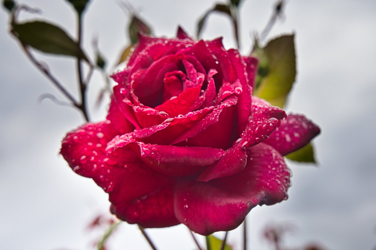 FieldScientist's tweet image. The Keisei Rose Garden in Chiba is said to have 10,000 roses of 1,600 varieties in bloom, and spring roses are at their best in May. It is truly a sight to behold.
#eosr5 #Rf24105 #Canon #keiseirosegarden #Japan #chiba #photography #rose