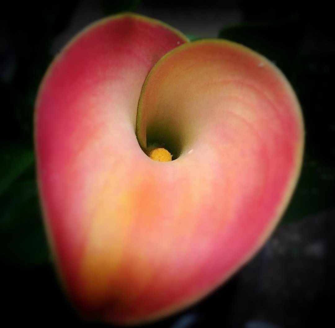 Cali_The_Mali's tweet photo. #CaliLilly
#HeartShapedFlowers
#ISeeHearts #ISeeHeartsEverywhere
#HeartsAreEverywhere #HeartShapes #ISeeHeartShapes #HeartsInNature #HeartShapesInNature #ISeeHeartShapesInNature https://t.co/dSspfKxFxY