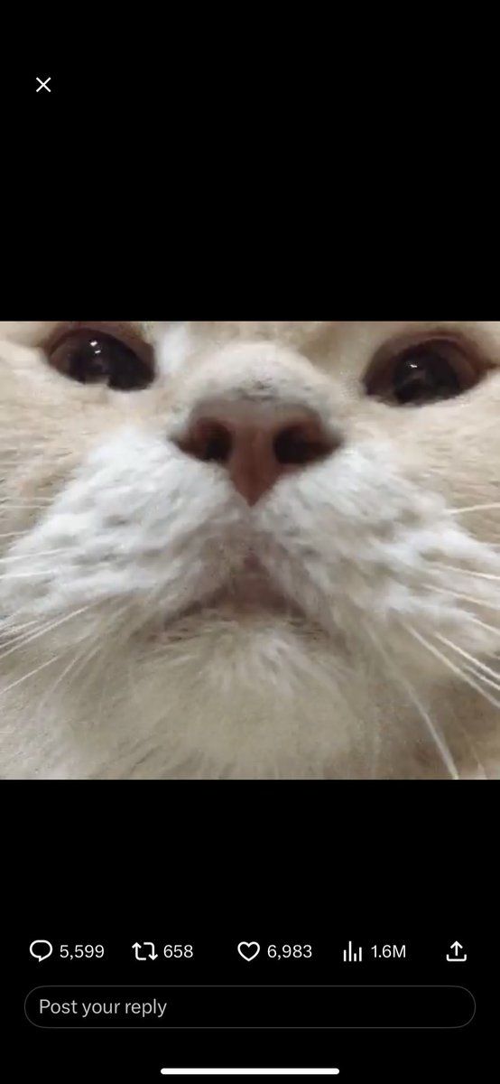 Xyro ☆ tweet media