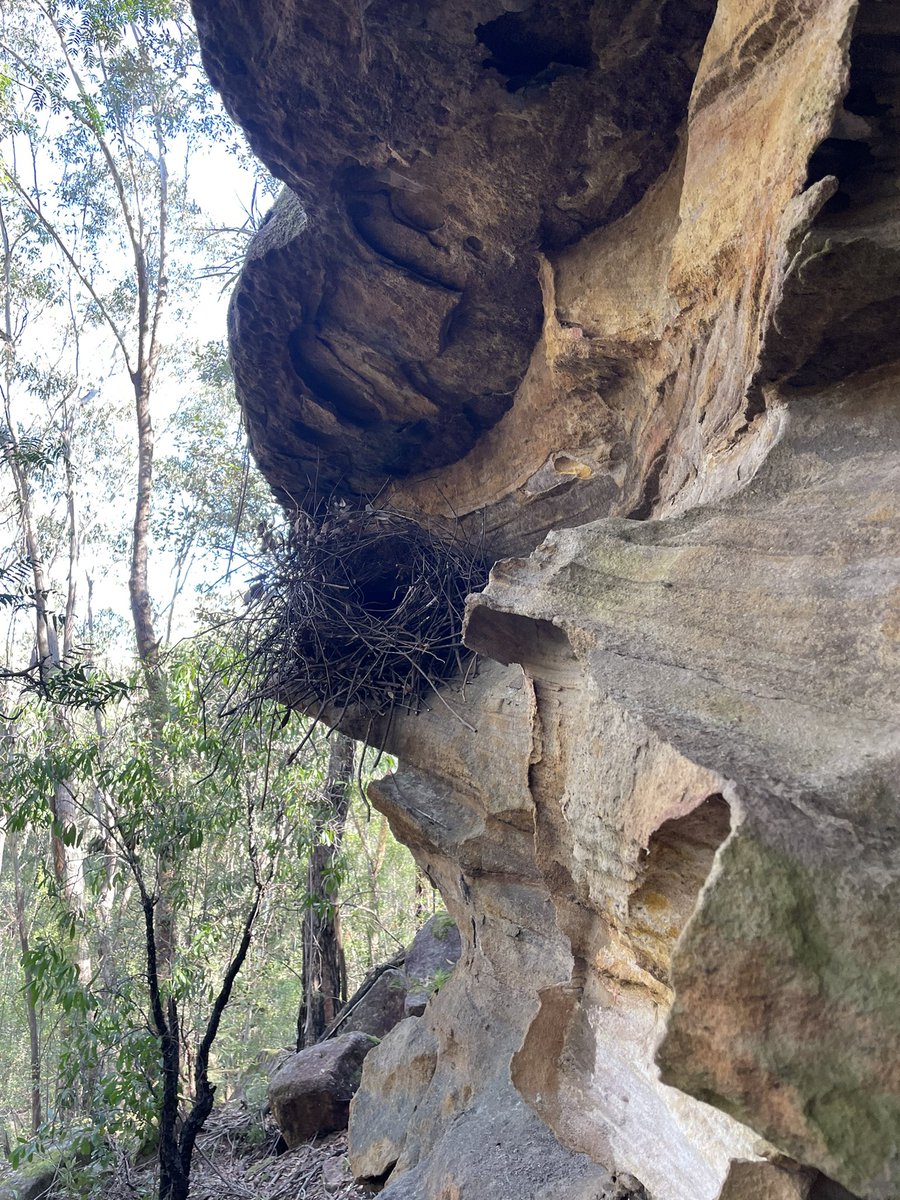 Found this beauty of a #lyrebird nest this morning, nicely nestled under a rock over hang. There’s about 10kg of sticks and moss there - always amazes me that it can stay put! #ornithology #femalebirdsong